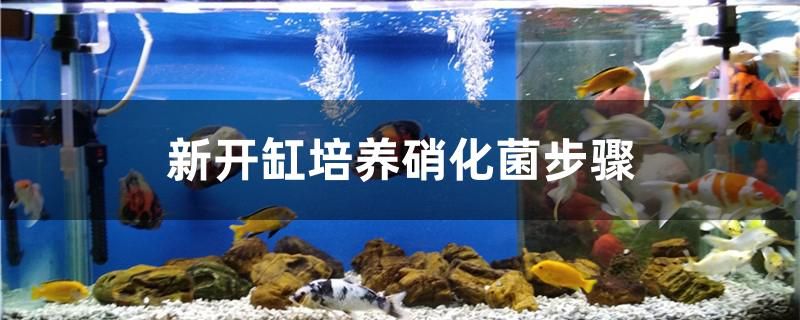 新開(kāi)缸培養(yǎng)硝化菌步驟 水族主題相關(guān)