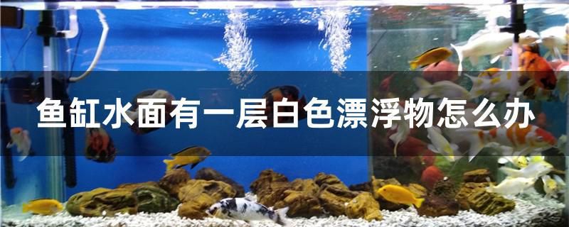 魚缸水面有一層白色漂浮物怎么辦 球鯊魚