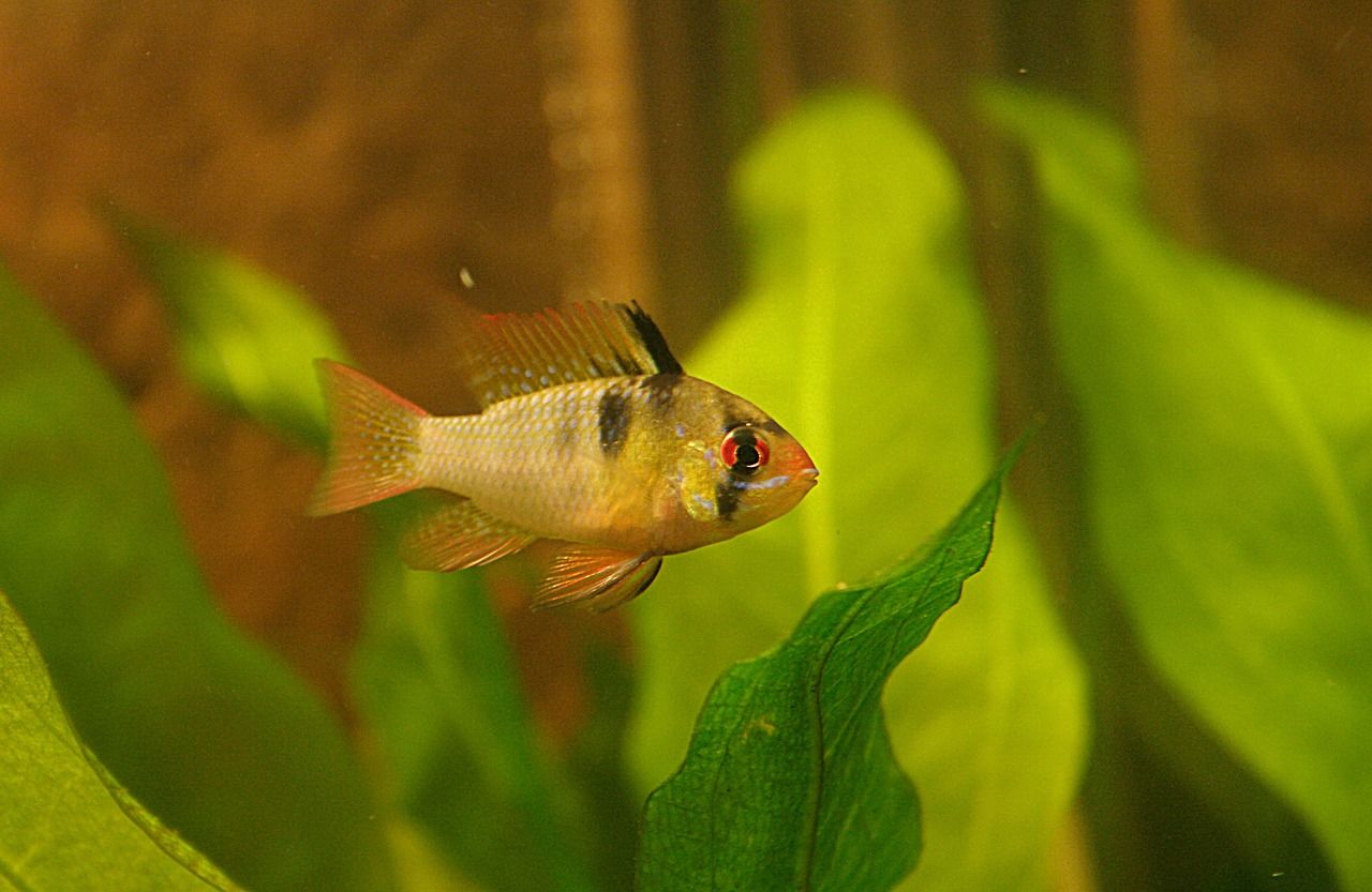 公園觀賞魚(yú)能不能吃魚(yú)食 公園的魚(yú)為什么不能喂食 祥龍水族濾材/器材