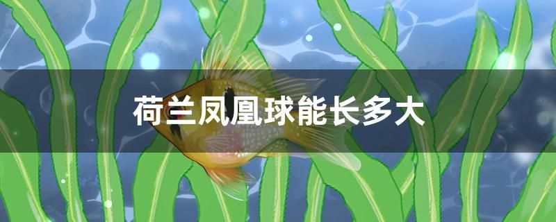 荷蘭鳳凰球能長多大 野彩魚