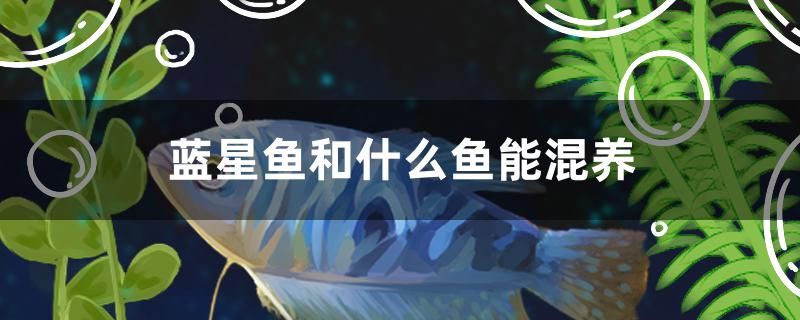 藍星魚和什么魚能混養(yǎng) 元寶鳳凰魚