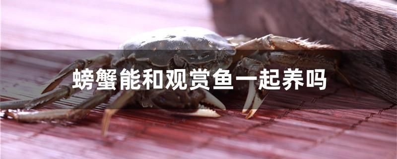 螃蟹能和觀賞魚一起養(yǎng)嗎