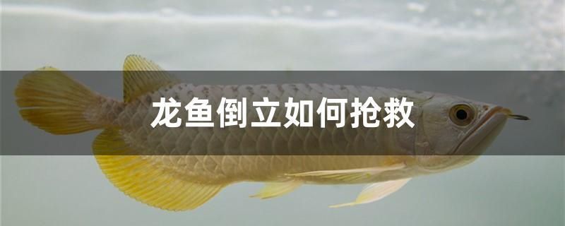 龍魚倒立如何搶救 虎魚魚苗