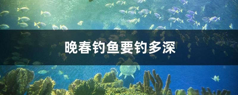 晚春釣魚要釣多深 黃金斑馬魚