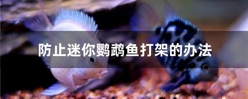 防止迷你鸚鵡魚打架的辦法 觀賞龜/鱉飼料