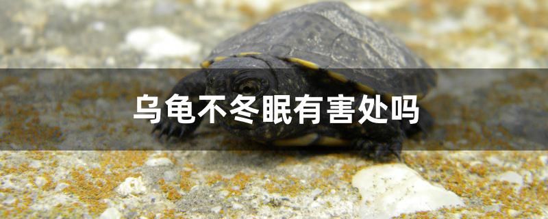 烏龜不冬眠有害處嗎 胭脂孔雀龍魚