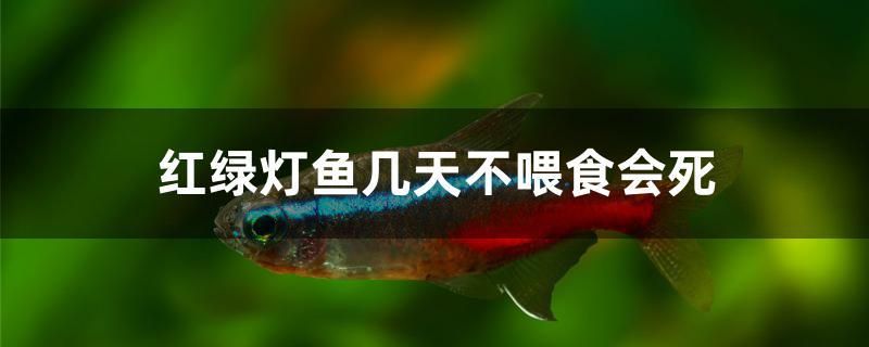 紅綠燈魚幾天不喂食會死 元寶鳳凰魚