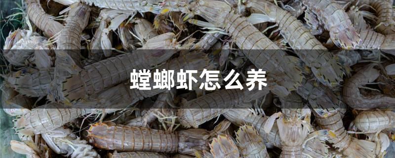 螳螂蝦怎么養(yǎng) 非洲象鼻魚