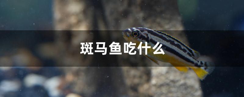 斑馬魚吃什么 黃金招財(cái)貓魚