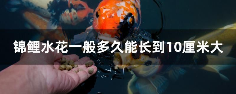 錦鯉水花一般多久能長到10厘米大 虎紋銀版魚