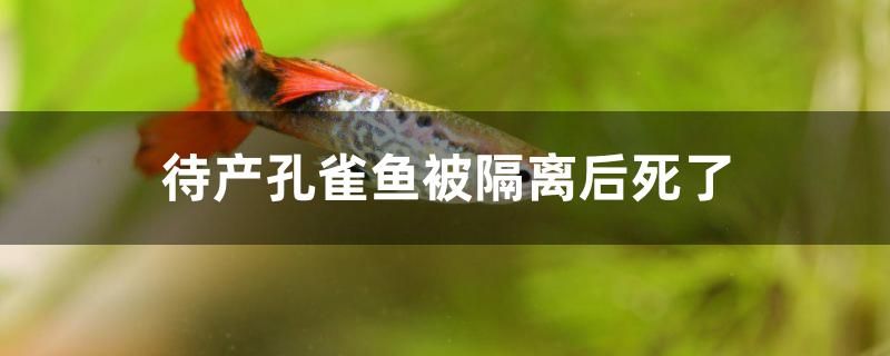 為什么待產(chǎn)孔雀魚被隔離后死了 黃金斑馬魚