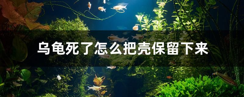 烏龜死了怎么把殼保留下來