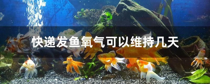 快遞發(fā)魚氧氣可以維持幾天 魚缸/水族箱