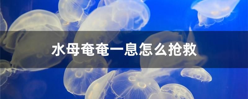 水母奄奄一息怎么搶救 除藻劑