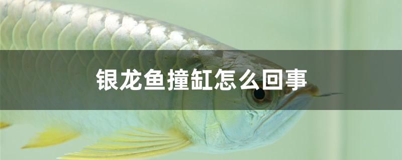 銀龍魚撞缸怎么回事