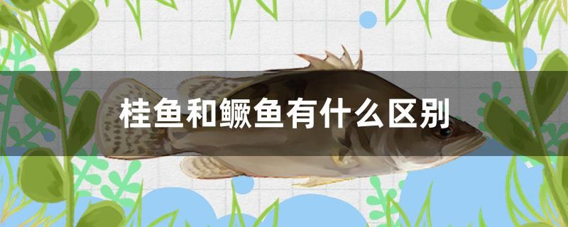 桂魚和鱖魚有什么區(qū)別 豹紋夫魚苗