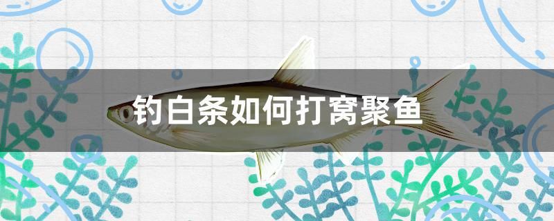 釣白條如何打窩聚魚 魚缸風(fēng)水