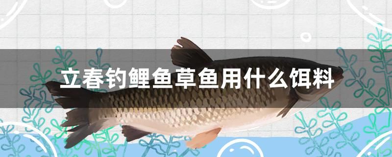 圖騰青龍魚 圖騰青龍魚價(jià)格 杰西卡恐龍魚