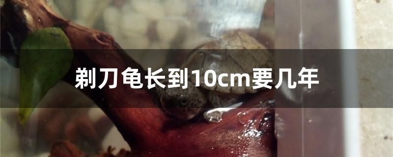 剃刀龜長到10cm要幾年 非洲象鼻魚