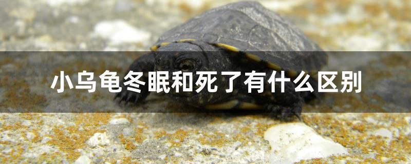 小烏龜冬眠和死了有什么區(qū)別 短身紅龍魚