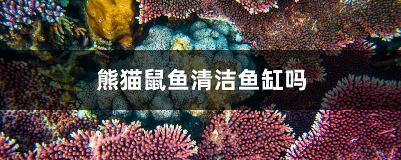 熊貓鼠魚清潔魚缸嗎 月光鴨嘴魚