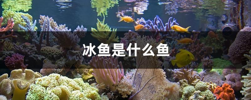 冰魚是什么魚 三間鼠魚苗