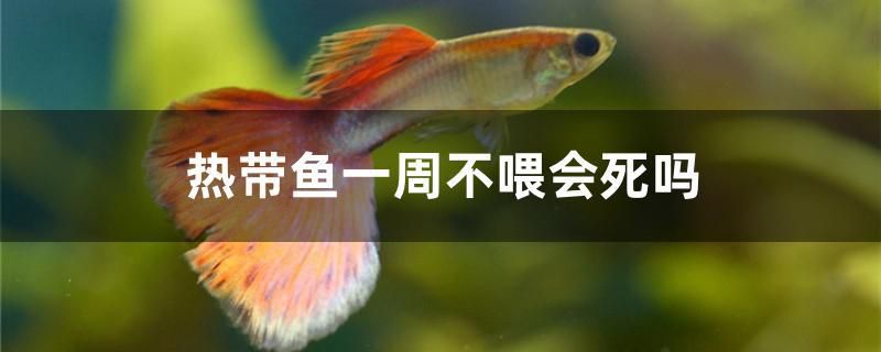 熱帶魚一周不喂會(huì)死嗎 狗仔招財(cái)貓魚