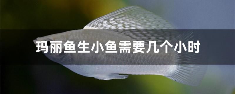 瑪麗魚生小魚需要幾個小時