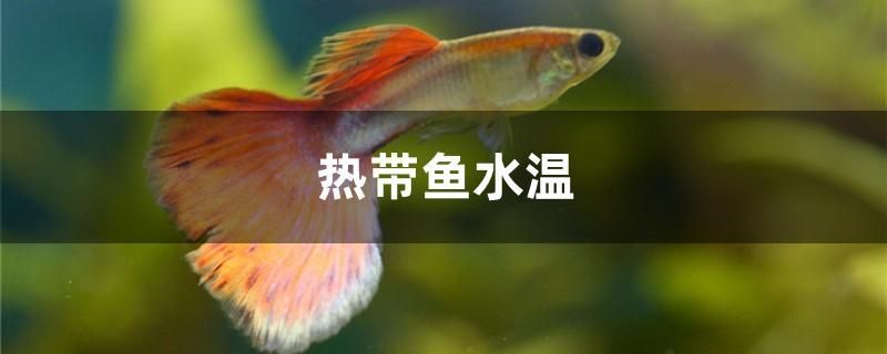 熱帶魚水溫 硝化細(xì)菌