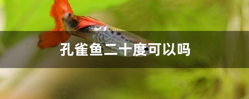 孔雀魚(yú)二十度可以嗎