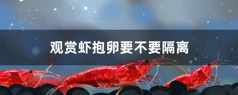 觀賞蝦抱卵要不要隔離 巴西亞魚苗