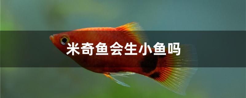 米奇魚會(huì)生小魚嗎