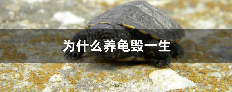 為什么養(yǎng)龜毀一生 祥龍進(jìn)口元寶鳳凰魚