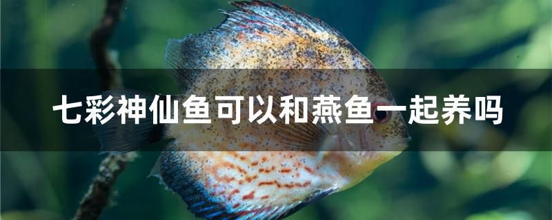 七彩神仙魚可以和燕魚一起養(yǎng)嗎