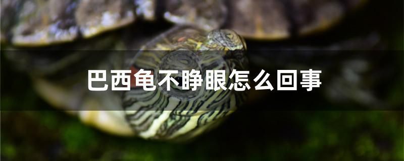 巴西龜不睜眼怎么回事 黃金達(dá)摩魚