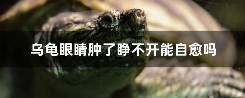 烏龜眼睛腫了睜不開(kāi)能自愈嗎 綠皮皇冠豹魚(yú)