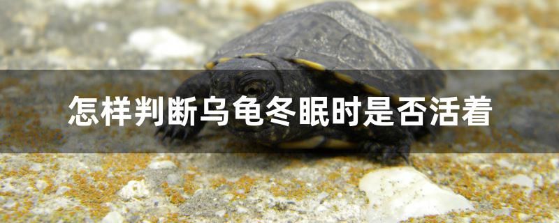 怎樣判斷烏龜冬眠時是否活著 魚缸水泵