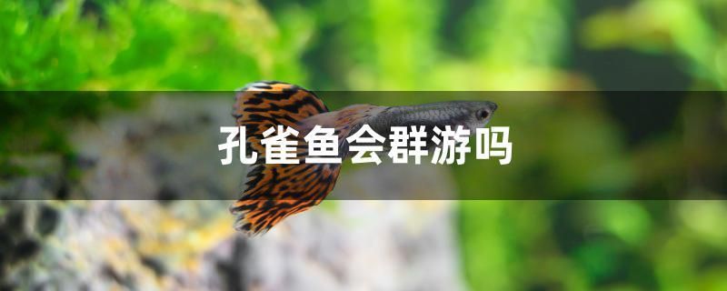 孔雀魚(yú)會(huì)群游嗎 潛水艇魚(yú)