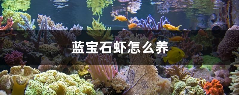 一個月了，好像變化不大 觀賞魚論壇