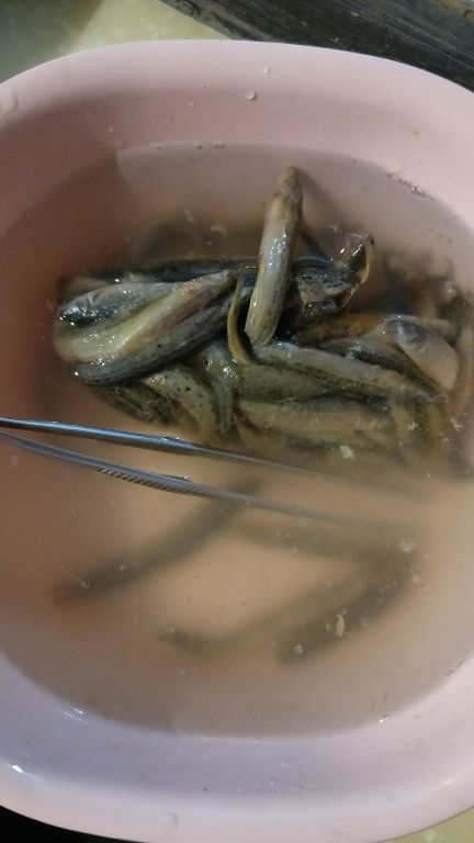 魚食 觀賞魚論壇 第2張