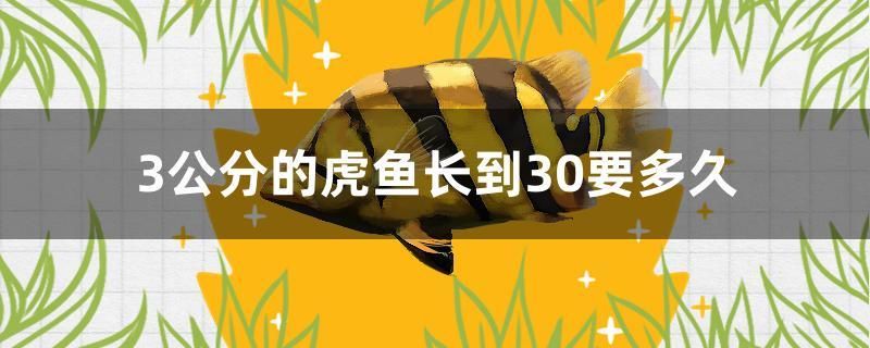 3公分的虎魚(yú)長(zhǎng)到30要多久 斑馬鴨嘴魚(yú)