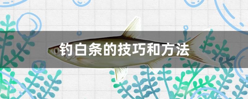 釣白條的技巧和方法