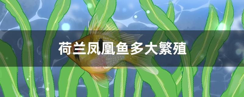 荷蘭鳳凰魚多大繁殖 南美異型魚