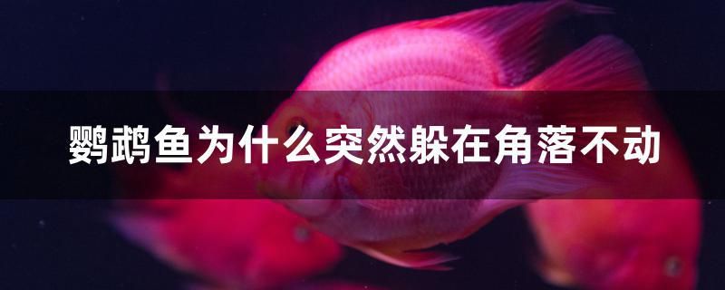 鸚鵡魚為什么突然躲在角落不動(dòng)