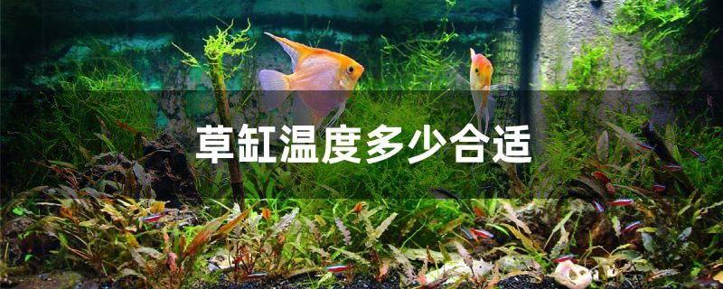 草缸溫度多少合適 祥龍進口元寶鳳凰魚