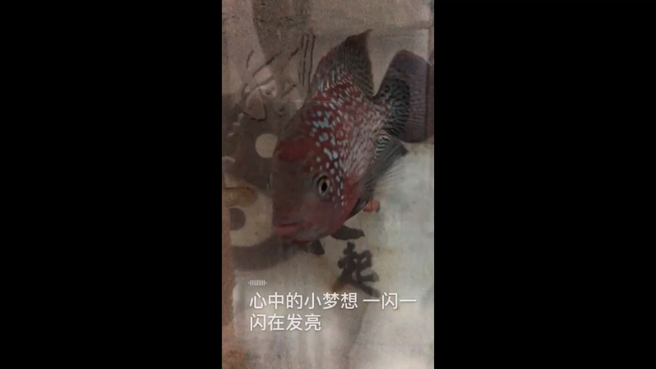 魚缸越來越臟了 觀賞魚論壇