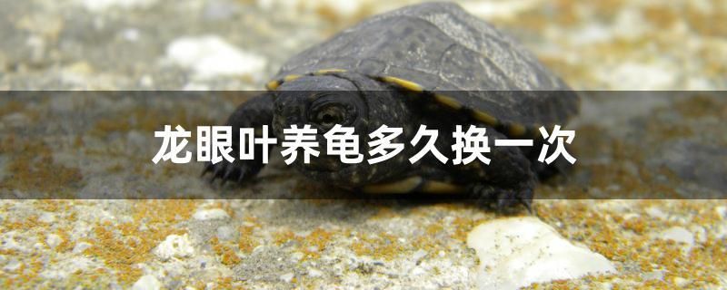 龍眼葉養(yǎng)龜多久換一次 飛鳳魚(yú)