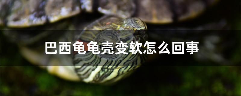 巴西龜龜殼變軟怎么回事 過濾設(shè)備