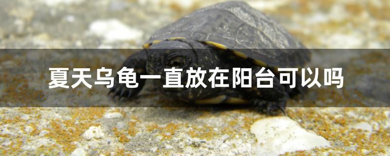 夏天烏龜一直放在陽臺可以嗎 泰國虎魚