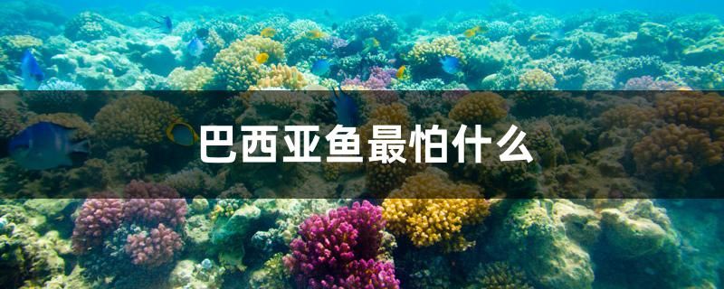 巴西亞魚(yú)最怕什么